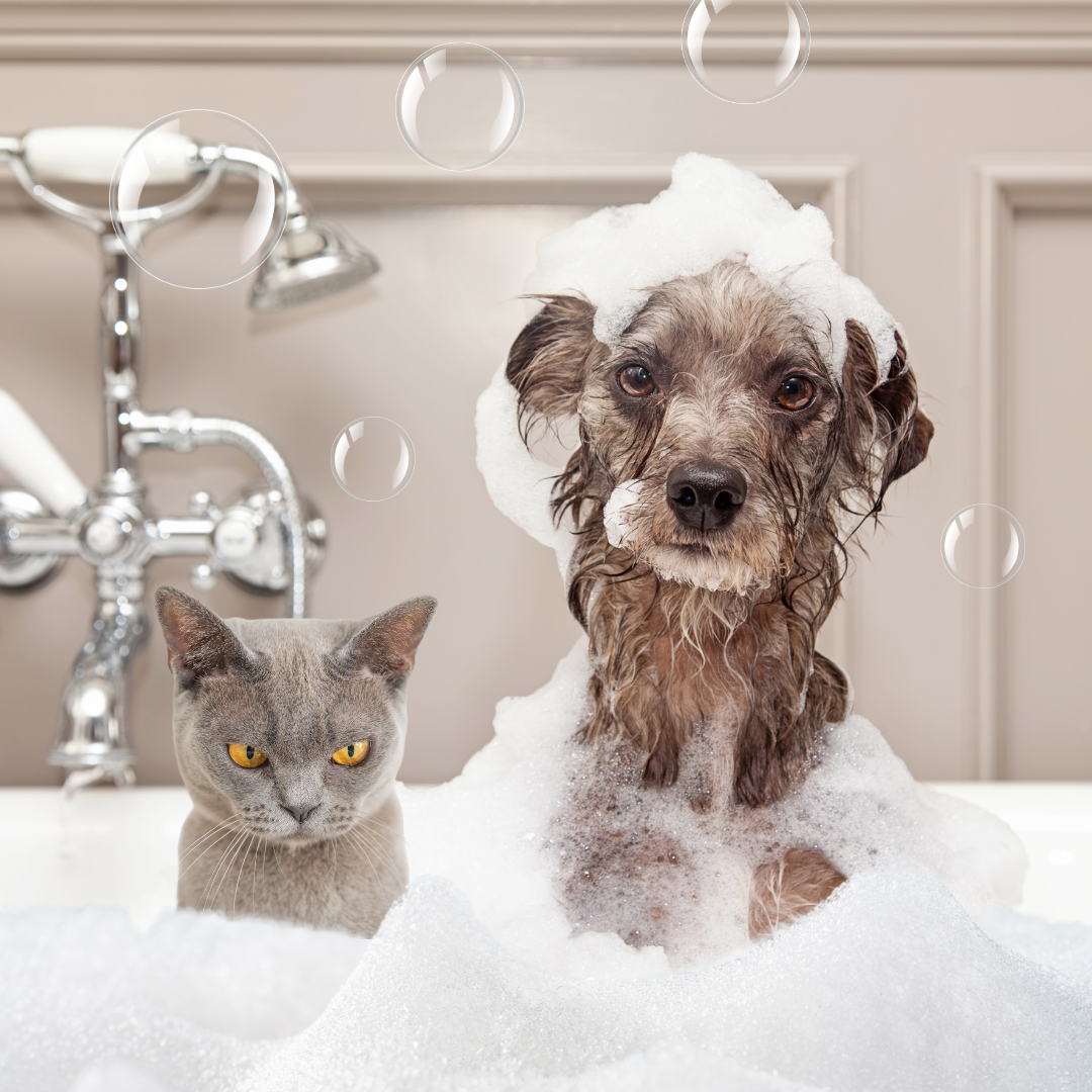 The Ultimate Guide When Should You Wash Your Dogs and Cats? — Mobile