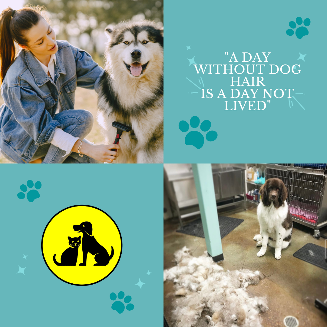 Dog DoubleCoats and How to Maintain Grooming A Double Coat Mobile