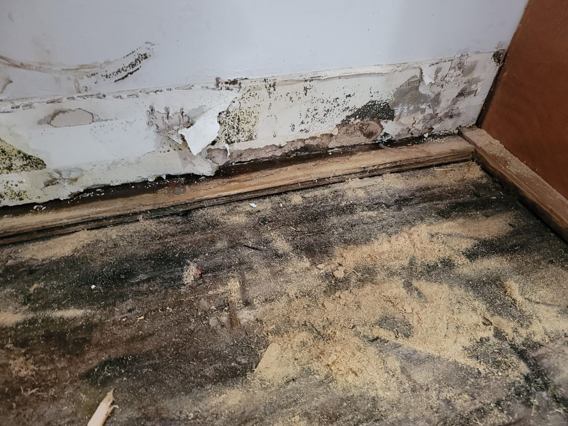 mold remediation2.jpg