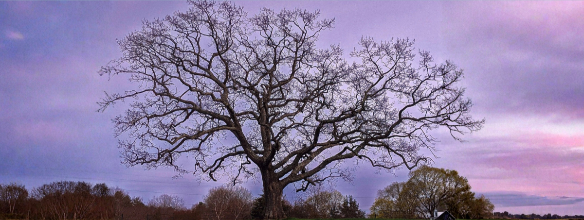 tree with purple sunset