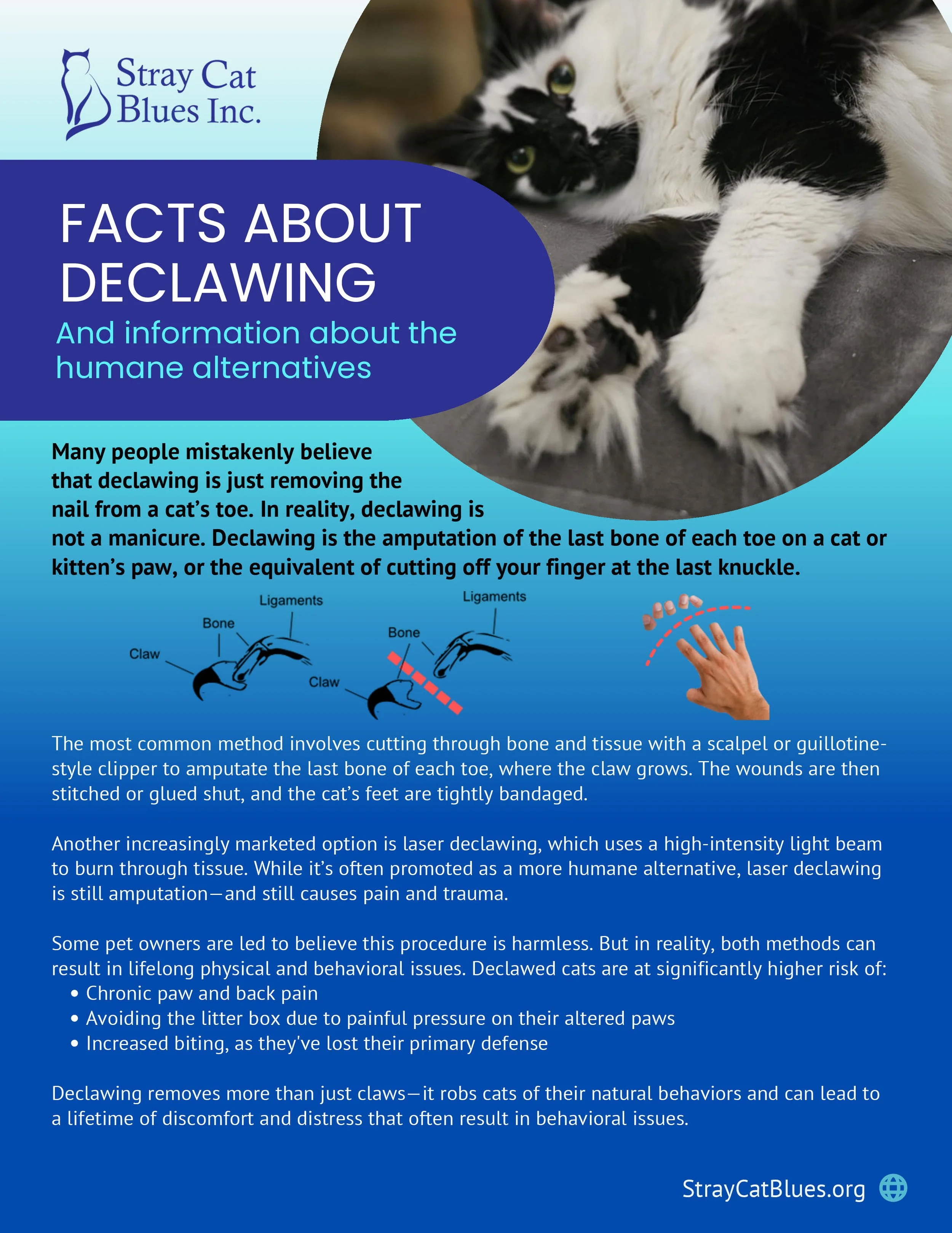 Informational poster about declawing cats. Features a photo of a black and white cat lying down, the Stray Cat Blues Inc. logo at the top left. Title reads "Facts About Declawing" with a subtitle about humane alternatives. Illustrated diagrams demons
