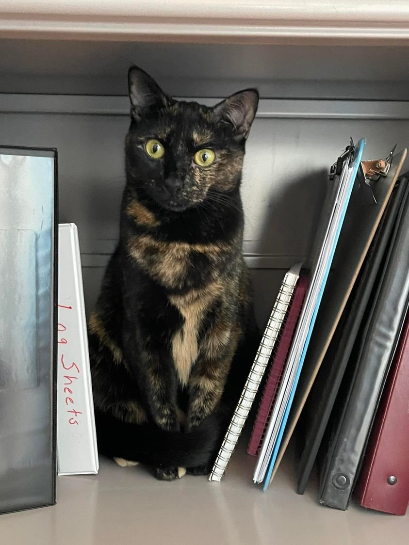 Honey in the bookstacks