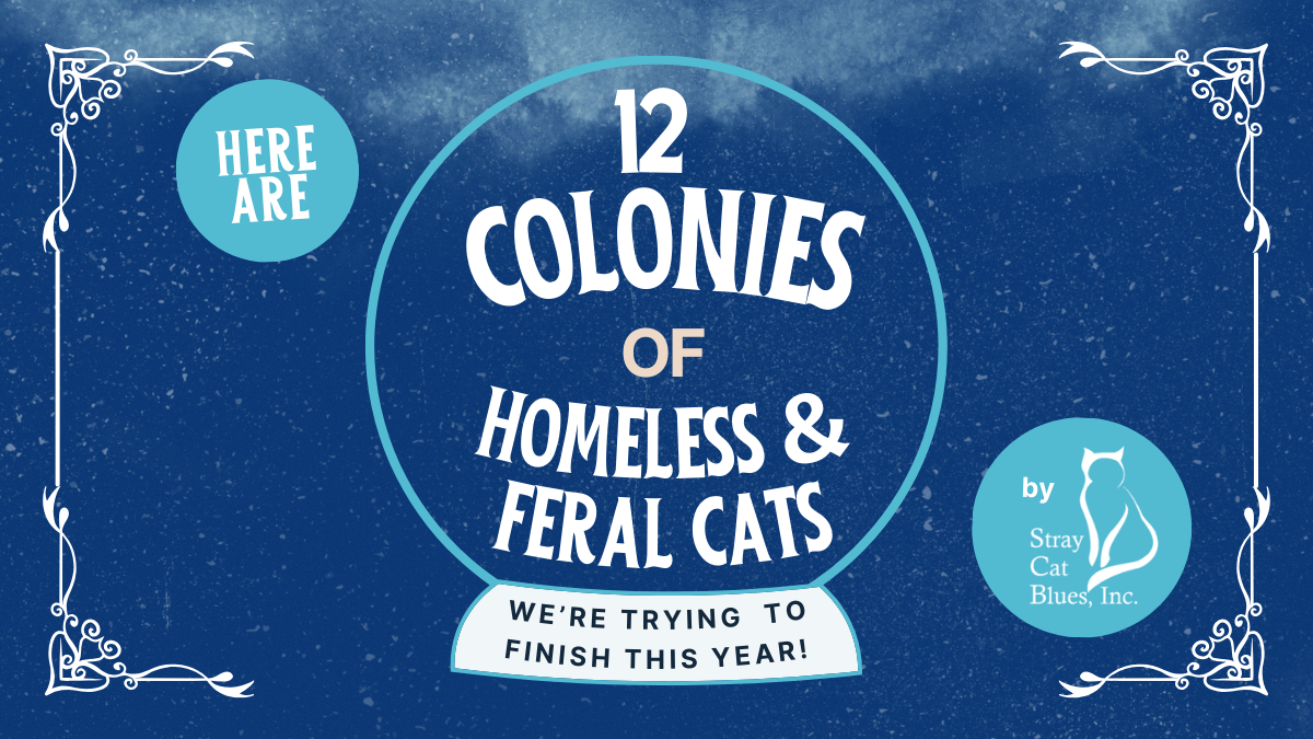 Here are 12 colonies of homeless and feral cats we’re trying to finish this year!