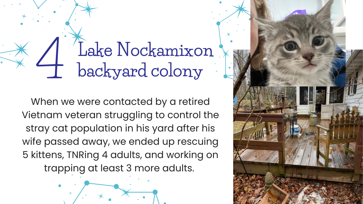 #4 Lake Nockamixon backyard colony