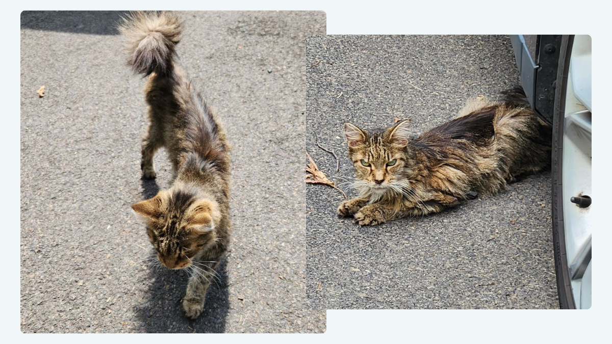 Gertrude the Survivor: From Abandoned to Adored!