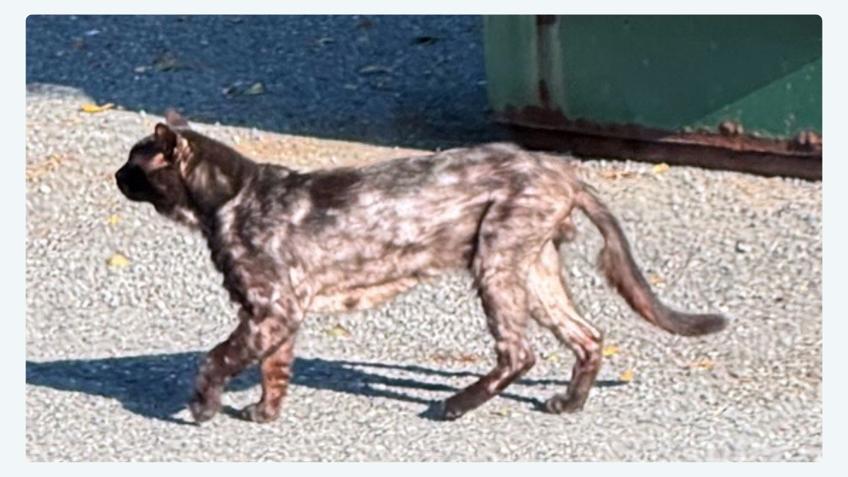🐈⬛ Learn how Dunkin went from Dumpster Diver to Dapper Cat!