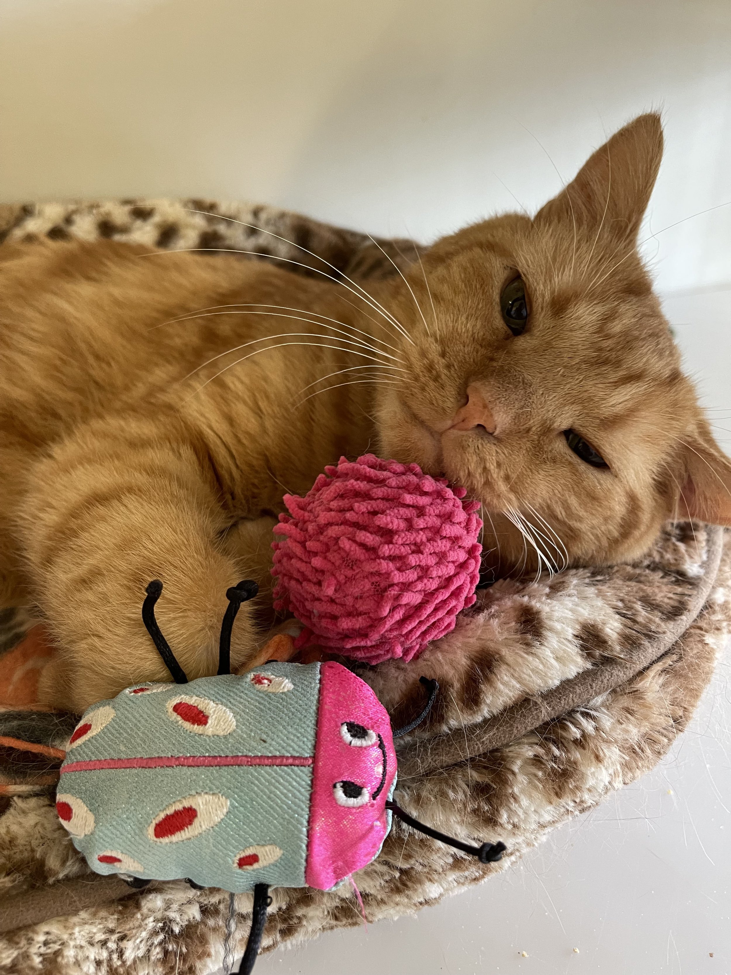🎁 Donor Match December: Who's Helping Brucie? 🐾
