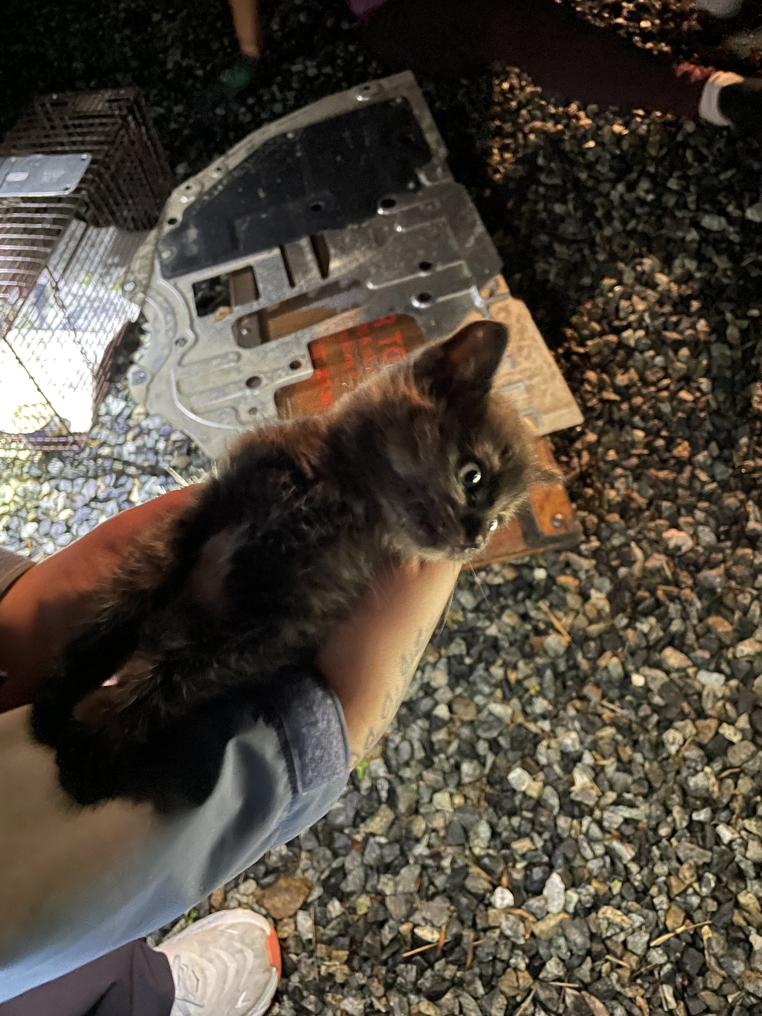 From Engine Troubles to Feline Friendships 🚗🐾