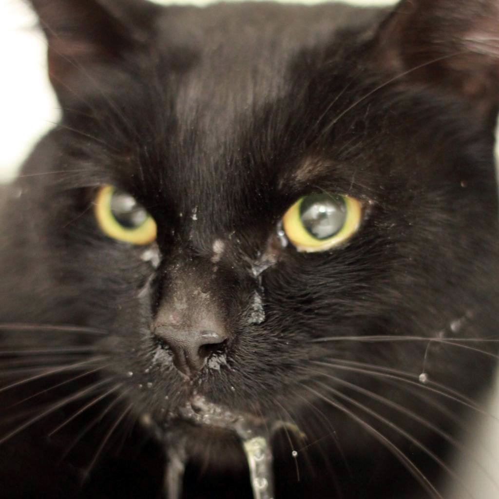 Cat-astrophic Beginnings to Purr-fect End: Binx's 🌟 Tale