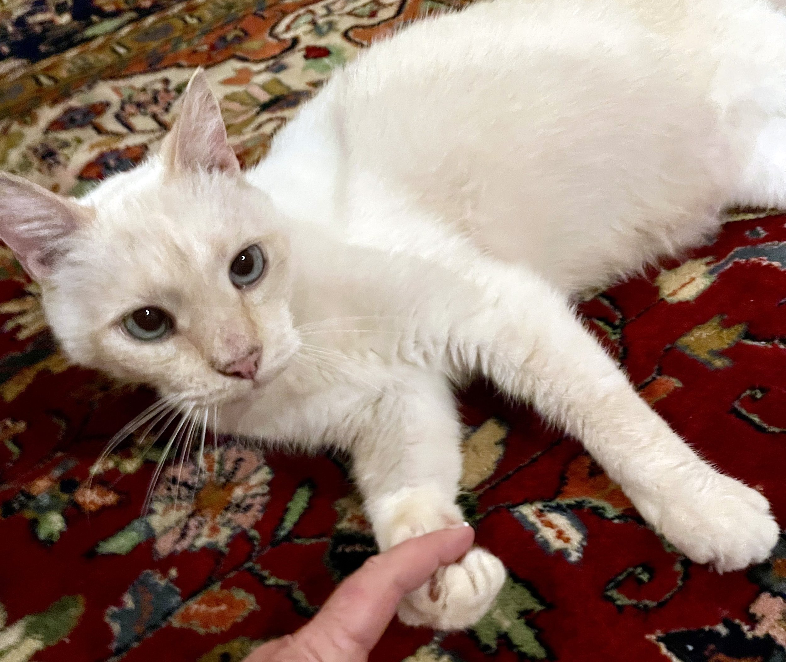 Chai's journey from street to sweet! 🏡