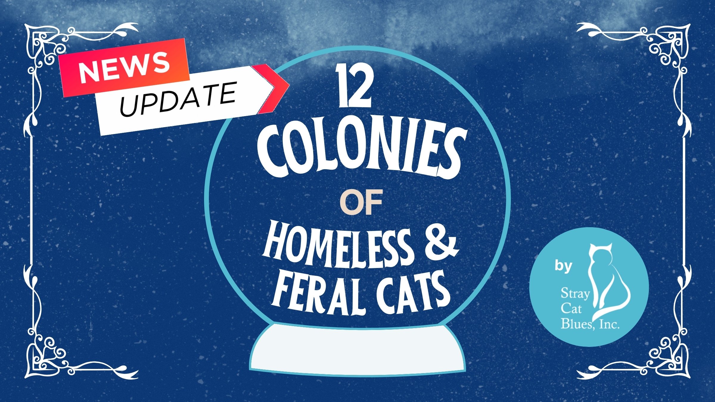 🆘 Your help urgently needed for homeless cats!