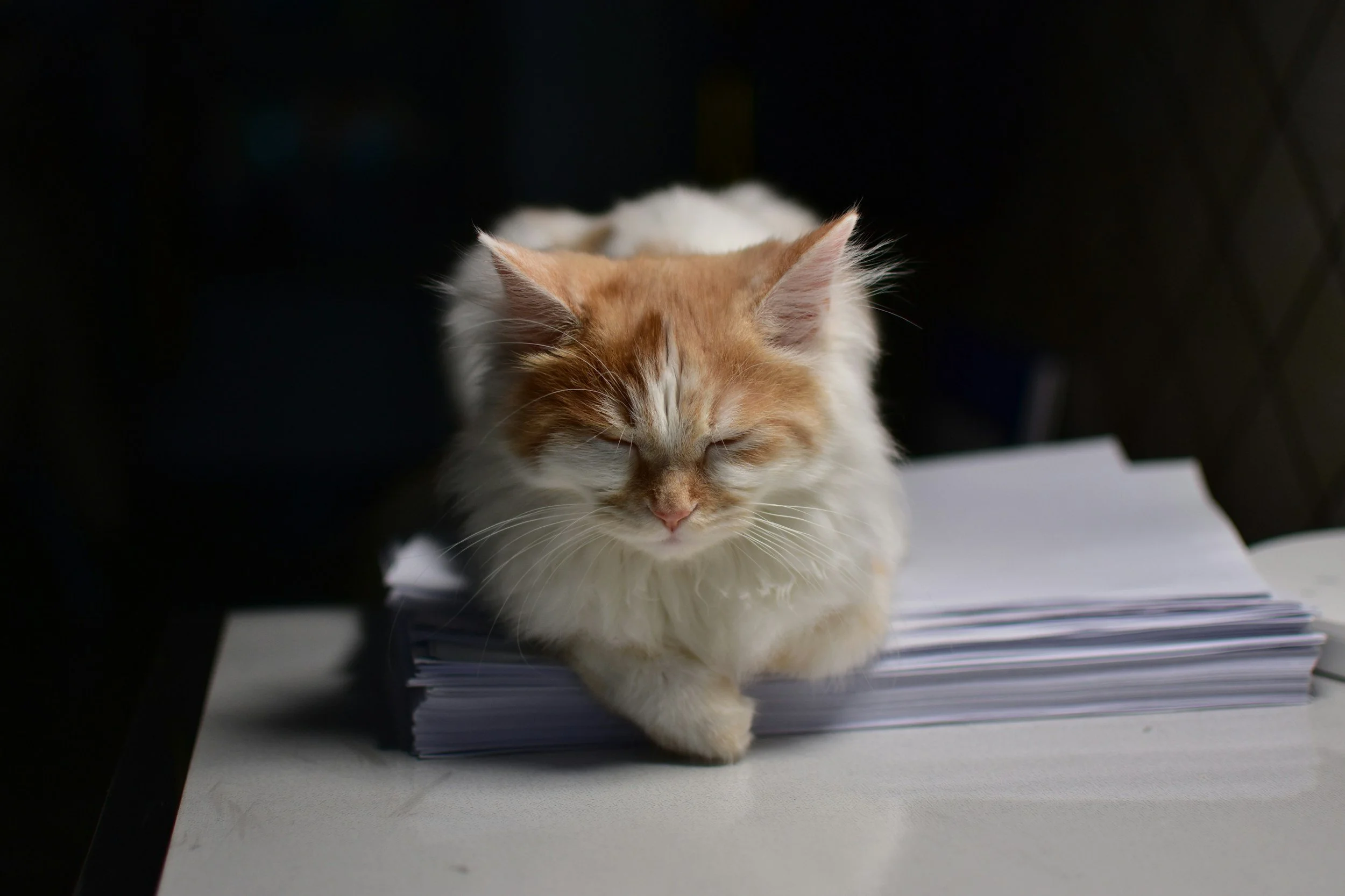 Cat sleeping on papers