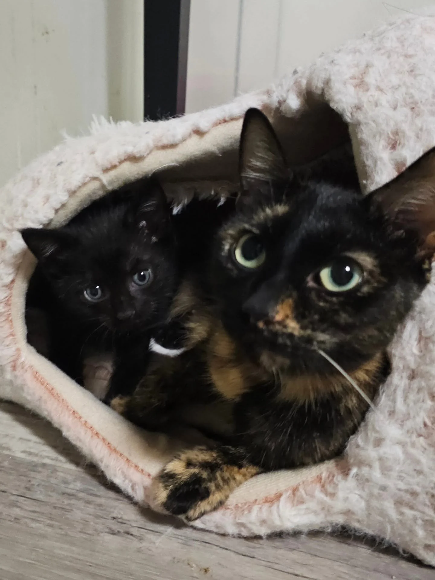 She Was Anemic, Injured, and Raising Three Babies. Now Cherry Needs Us!