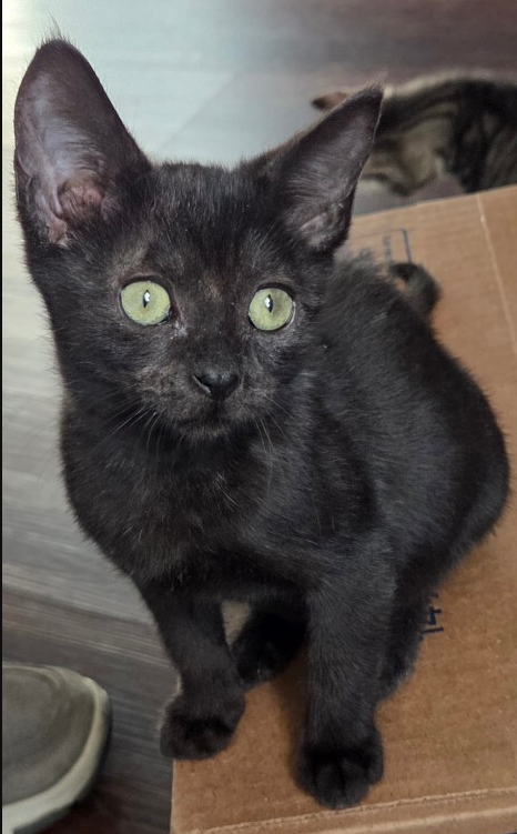 Lincoln survived FIP!