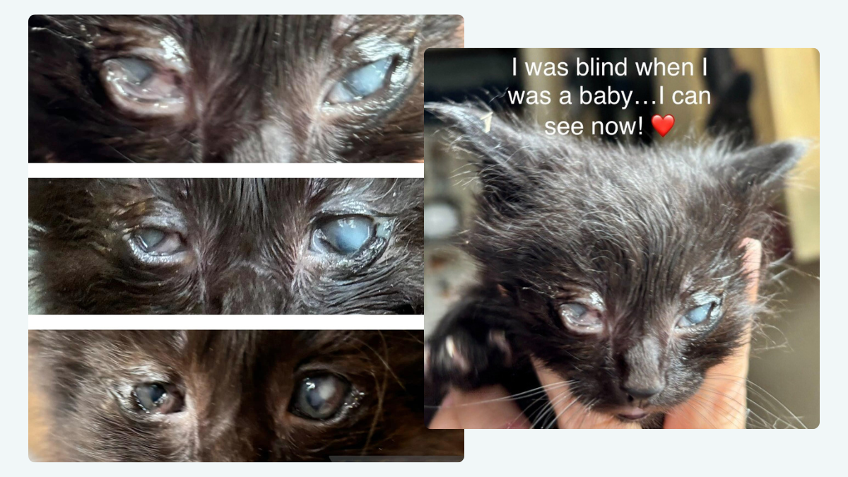 🐾 Stevie's Miracle: From Darkness to Light
