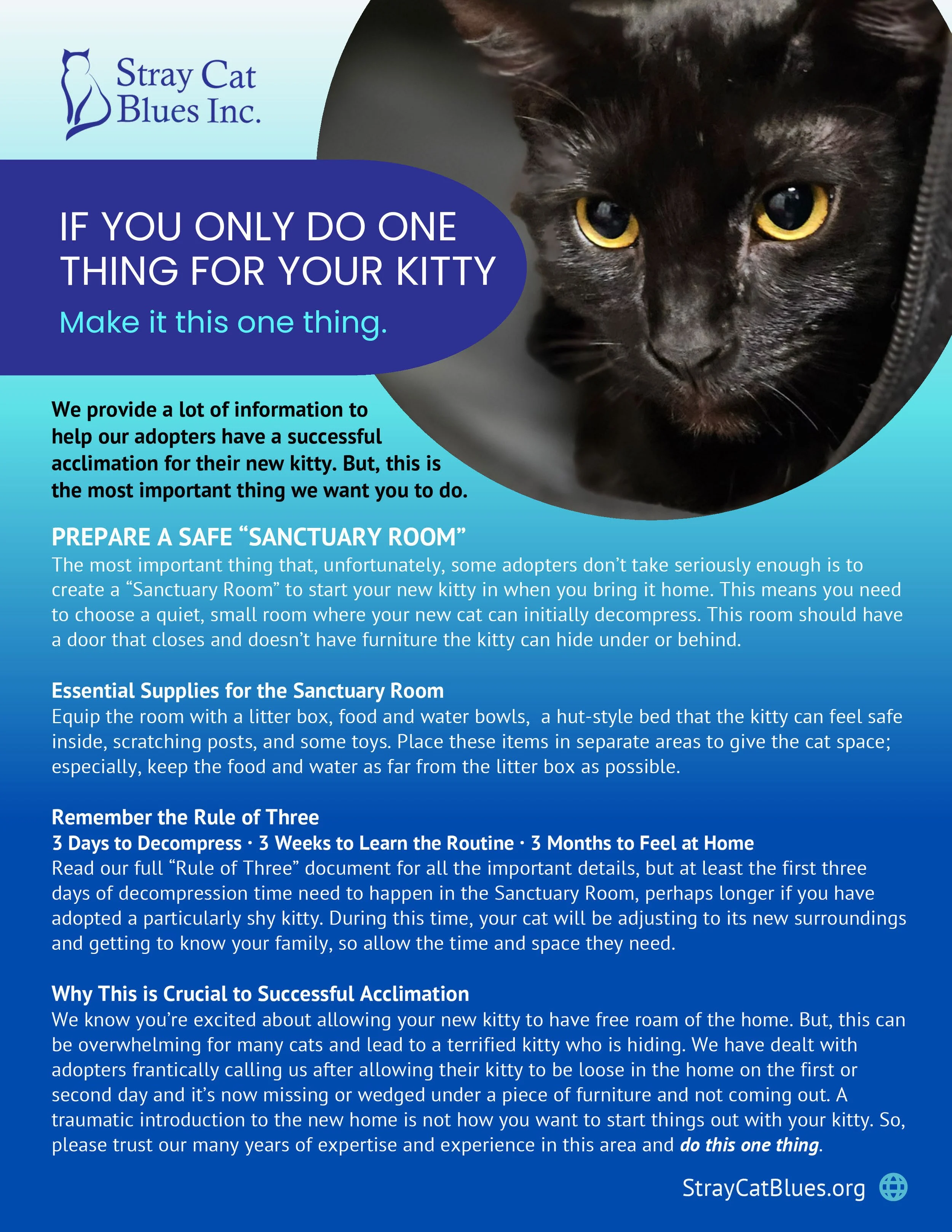 A guide for new cat adopters titled 'If You Only Do One Thing for Your Kitty: Make It This One Thing' from Stray Cat Blues Inc. featuring a black cat's face in a circle to the right.