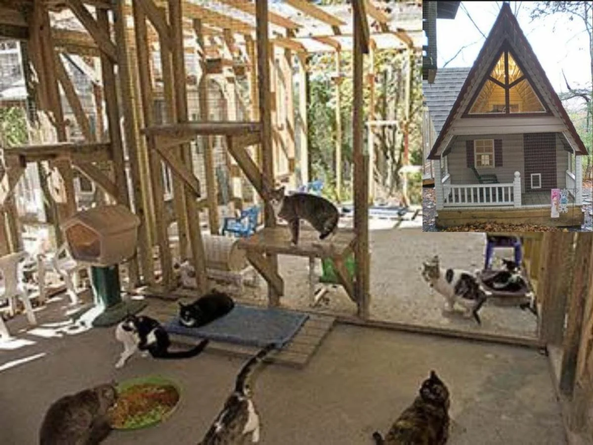 The Best Little Cat House in PA
