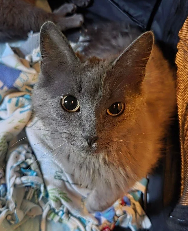 Mama Sky and her kittens were adopted!