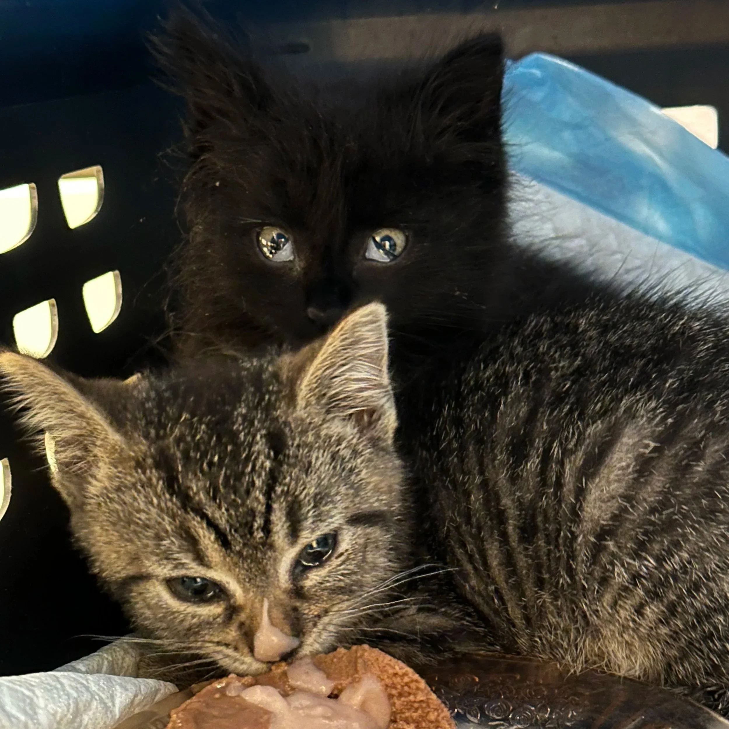 No Kitten Left Behind: A True Story of Compassion & Courage