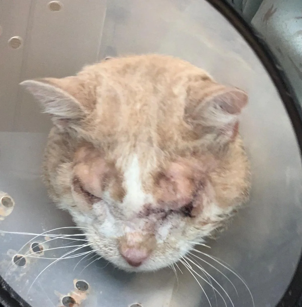 Picture of William After Surgery