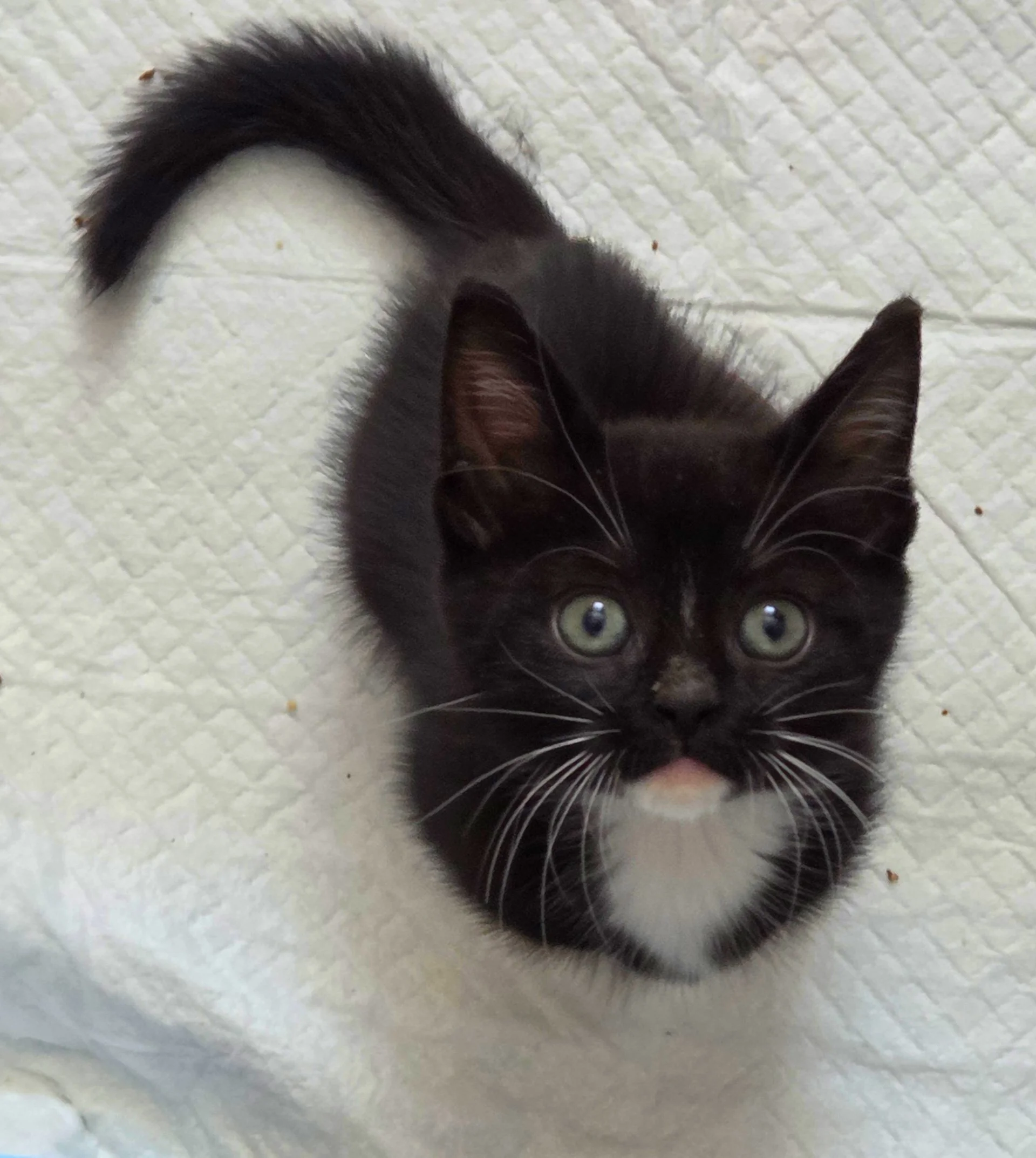 Chaplin's badly broken leg was amputated and he was adopted!