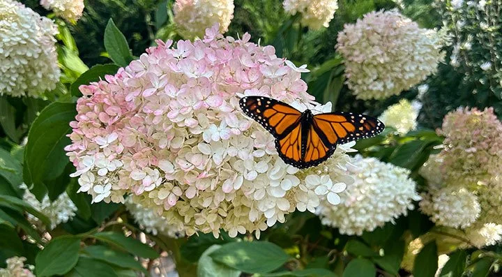 Butterfly Festival 2025 — Stray Cat Blues Inc
