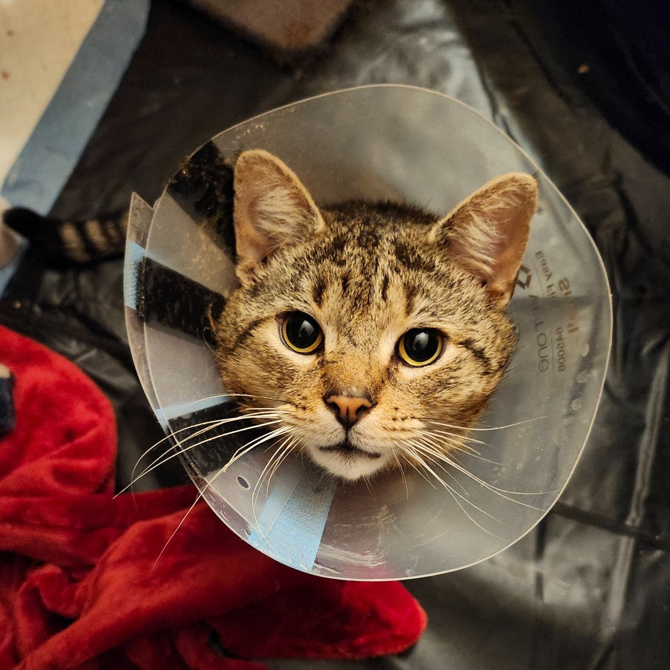 Dudley's wounds are closing!