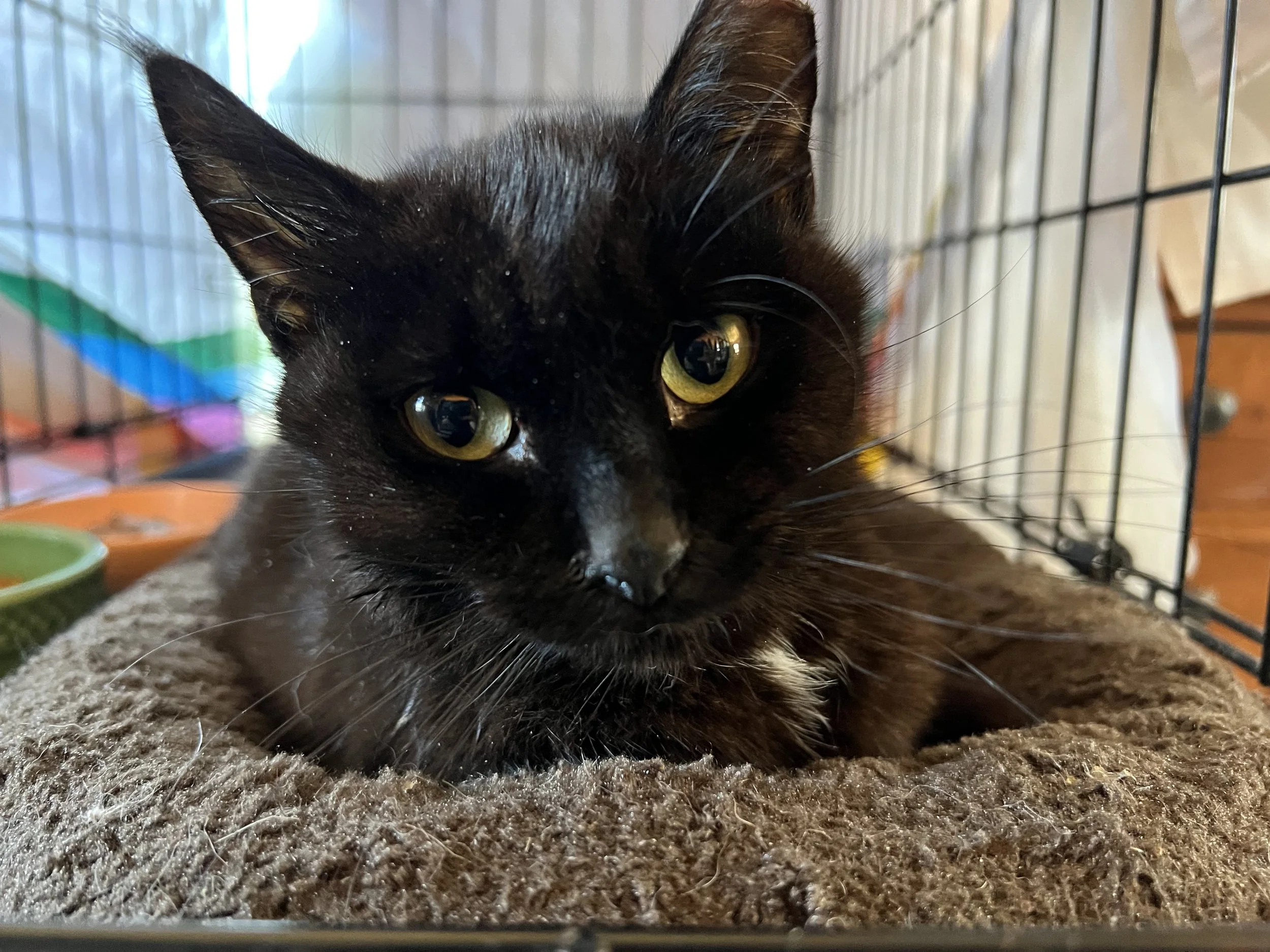 Nelson's care is covered!