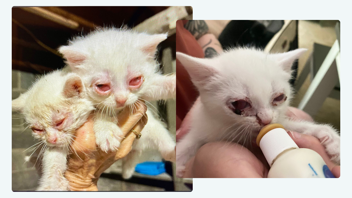 😺 Seeing-eye Kitten Duo: A Tail of Resilience!
