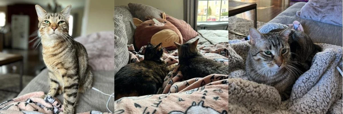 Adoption Success Story: HARRY