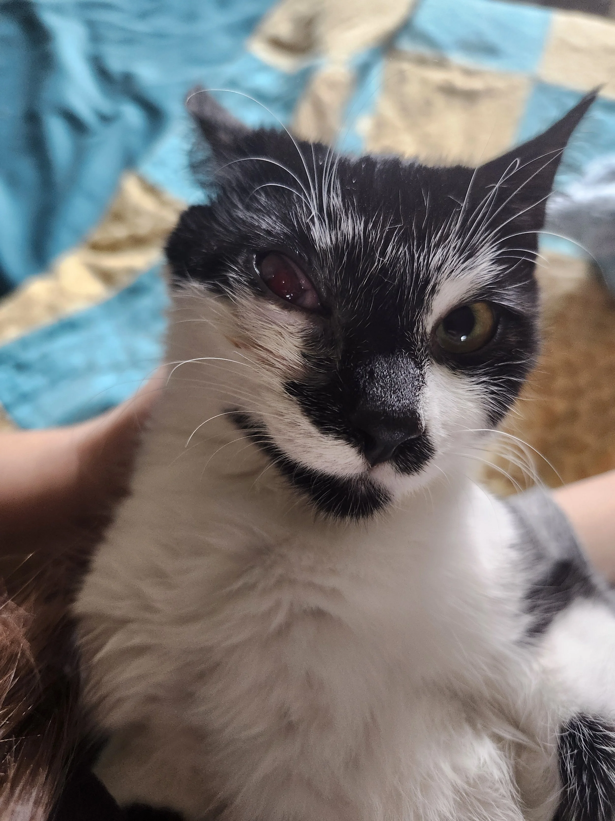 Lucy is healing after a ruptured eye