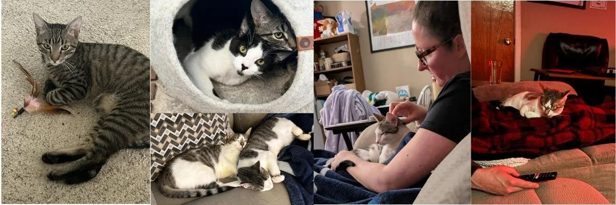 Adoption Success Story: THE WINTER STORM KITTENS