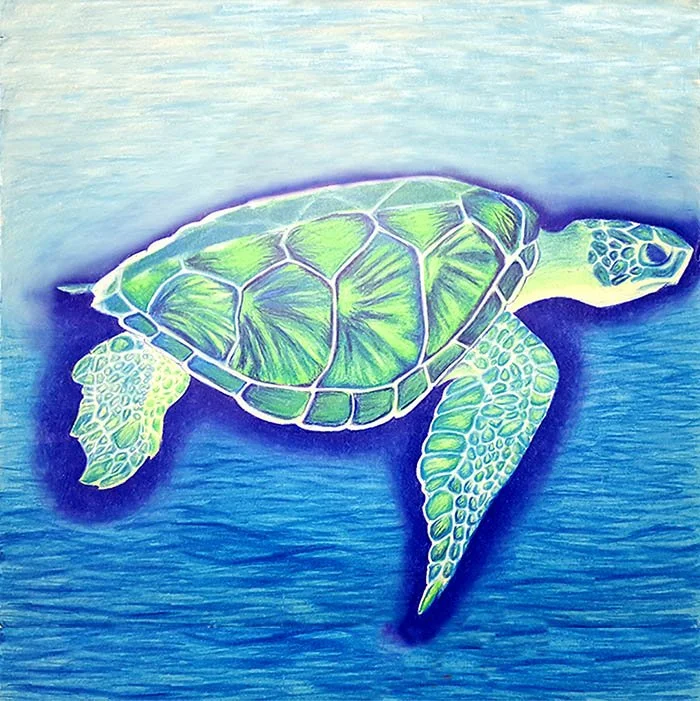 turtle.jpg