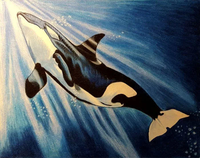 killerwhale.jpg