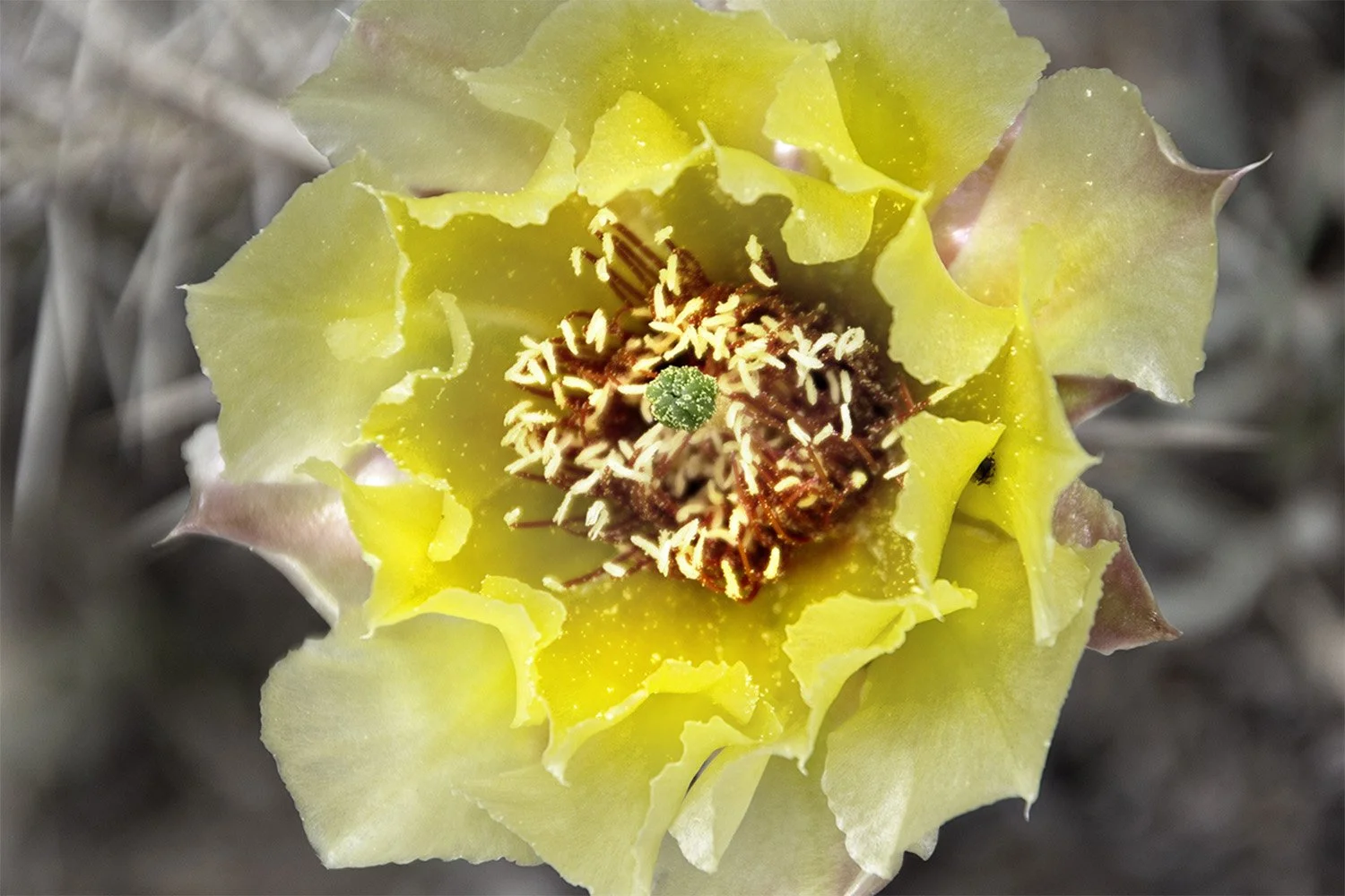 Yellow Prickly Pear Cactus close up. Badlands National Park South Dakota. 