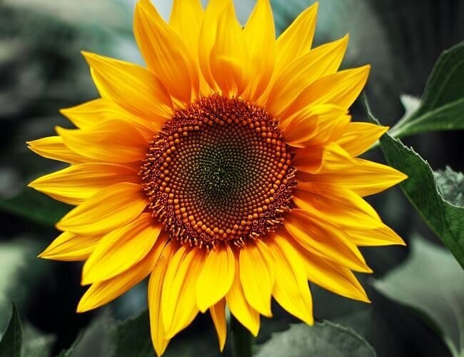 National Flower of Ukraine.