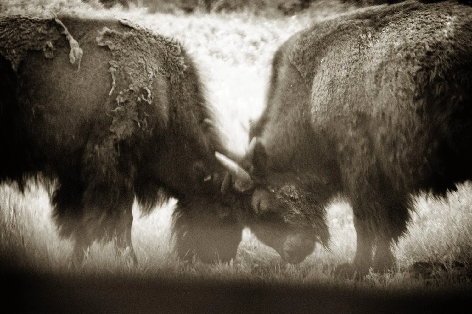 Close up of two buffalo head to head. Custer State Park South Dakota. 