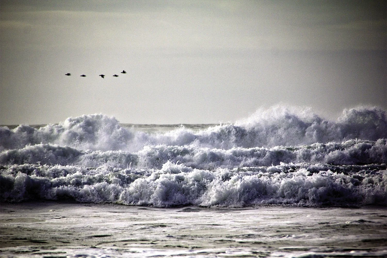 Ocean waves crashing and five birds flying in a line above the horizon, Cape Lookout Oregon.