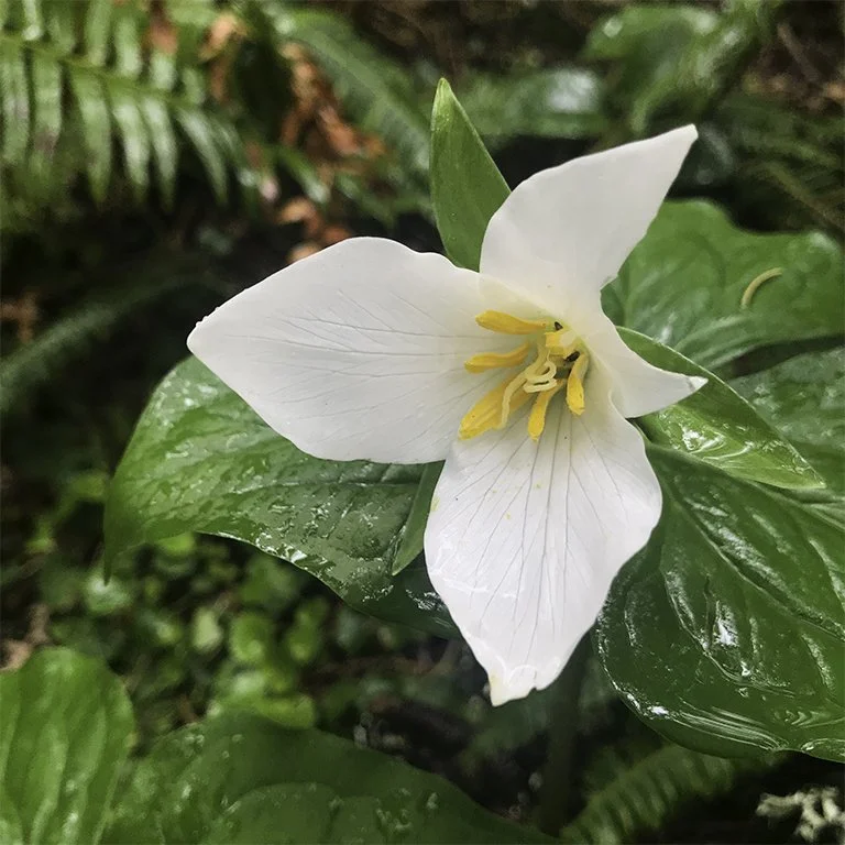 White trillium flower wet from the rain. Cape Lookout Oregon. 