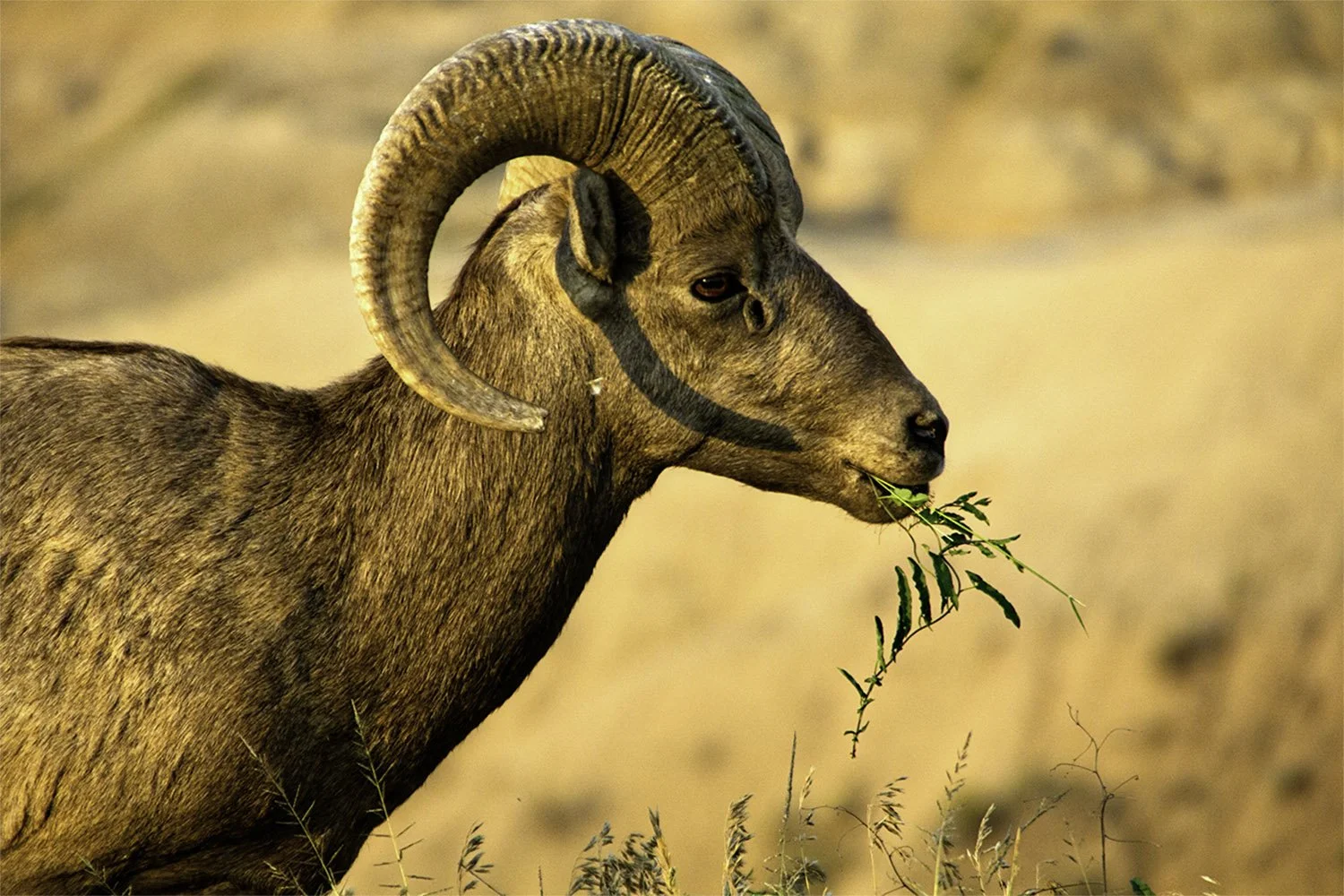 Torso closeup of a Bighorn sheep eating grass in Badlands National Park South Dakota.
