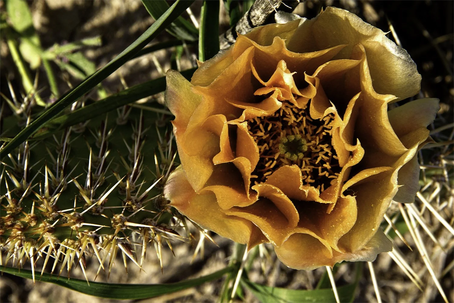 Close up of an orange prickly pear cactus flower. South Dakota. 