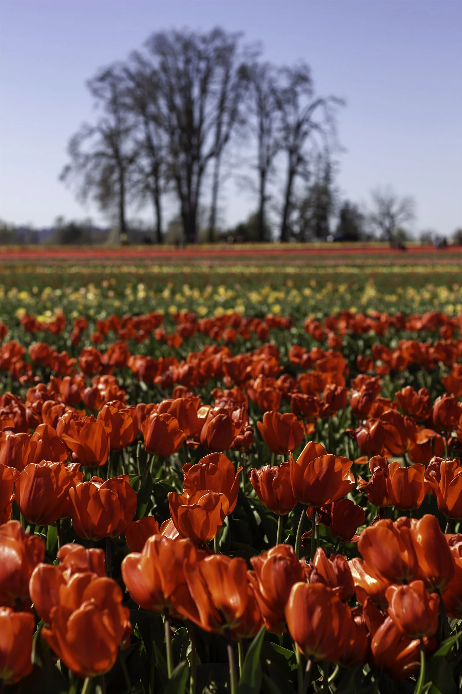 Rows of red and yellow tulips with tall trees in the background. Wooden Shoe Tulip Farm in Woodburn Oregon.