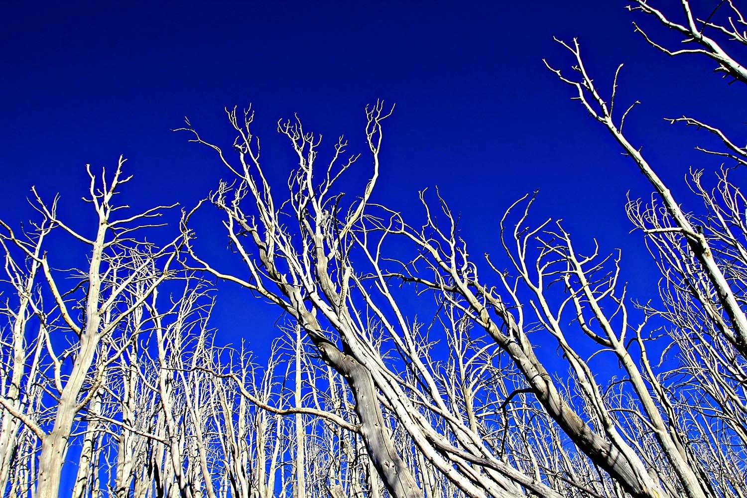 Several bare tree branches reaching up to a blue sky. Yellowstone Montana. 