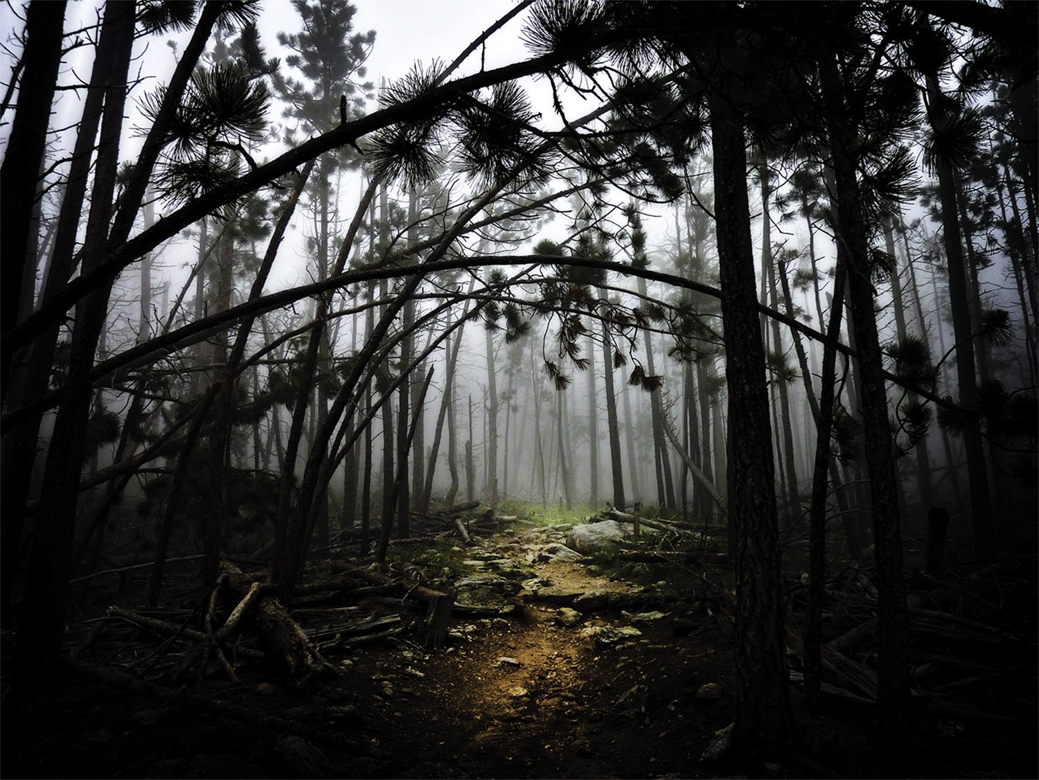 Foggy dark forest with a lighted path/trail. Black Hills South Dakota. 
