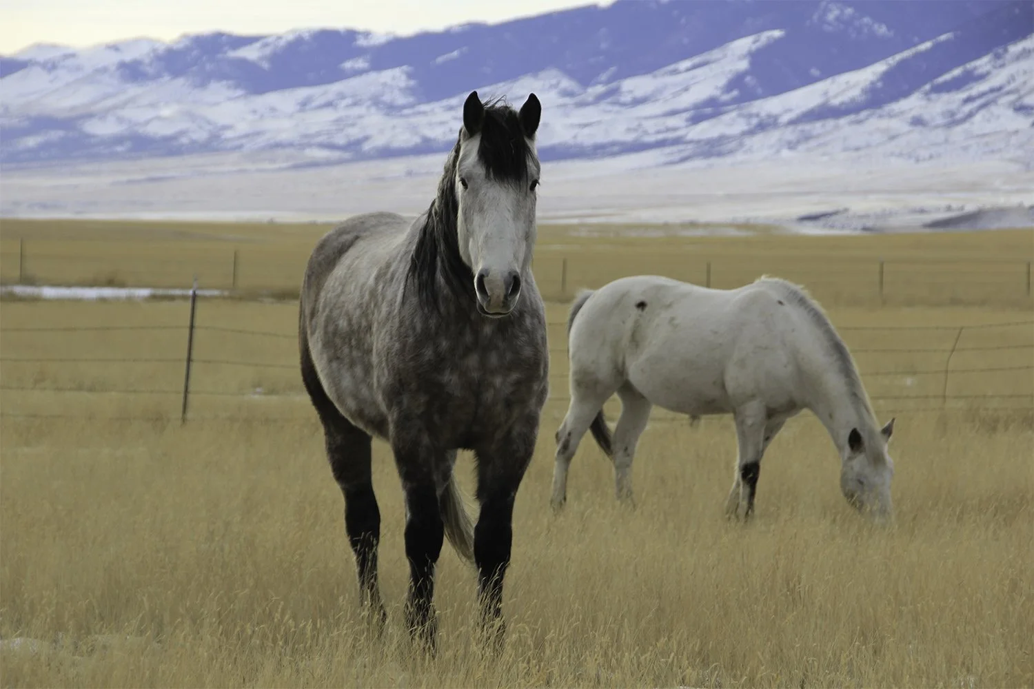 Two horses in a field with mountains in the background. Townsend Montana. 