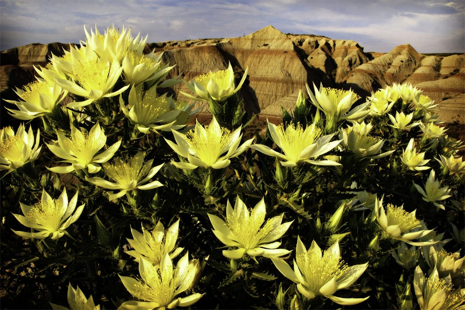 Several yellow blazing star flowers fill the foreground and Badlands in the background. South Dakota.