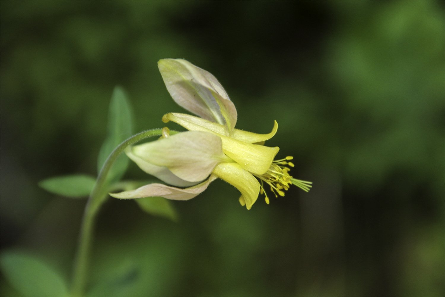 Yellow glacier lily with blurred green background. Bozeman Montana.
