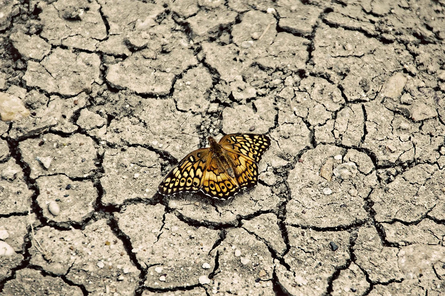 Monarch butterfly on cracked dry earth with wings open. South Dakota. 