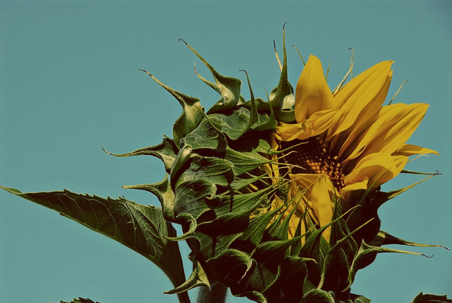 Close up of a sunflower beginning to bloom. 1/4 of the flower has petals peeking out the rest is unopened. 