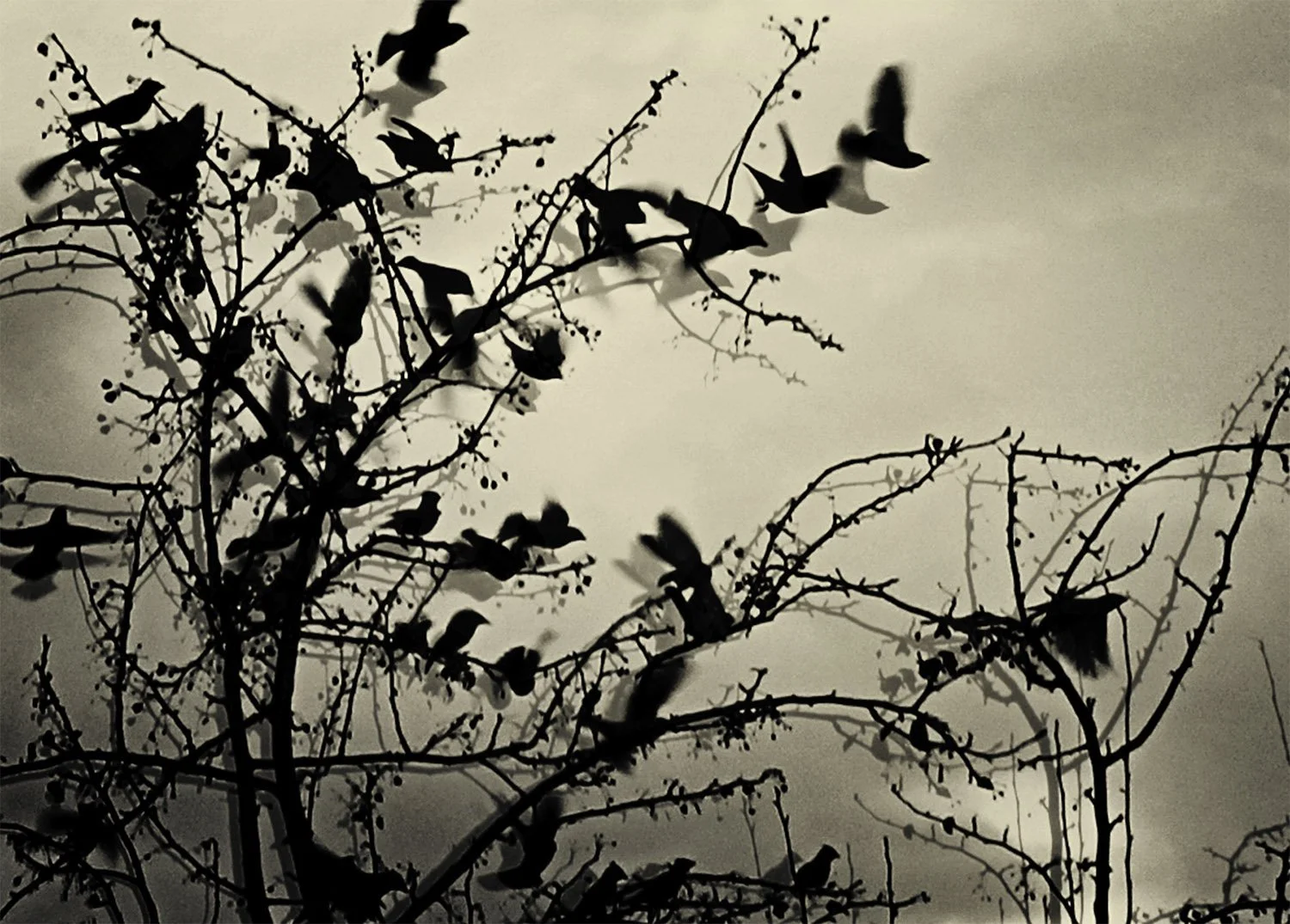 birds-Edit (1).jpg